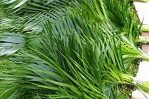 Panen Daun Palma - Jumat 7 April 2017