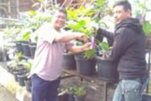 Pastor Catur Panen  Terong dan Cabai